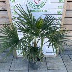 Palma konopná (Trachycarpus fortunei)  výška kmeňa: 20-30 cm, celková výška: 80-100 cm, kont. C20L (-17°C) 